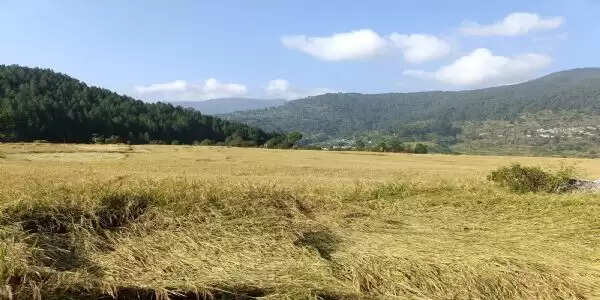 कमल नदी पुरोला के लाल धान की खेती का वरदान