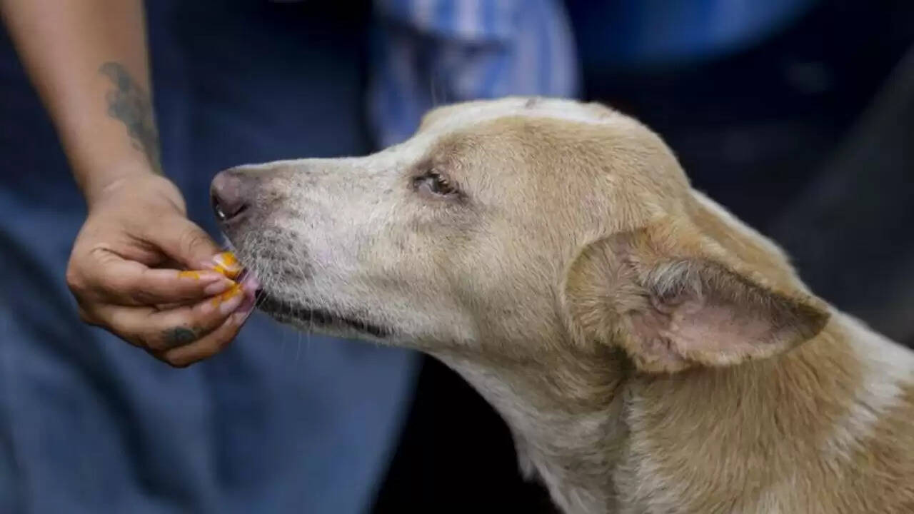 सुप्रीम कोर्ट का कड़ा संदेश: आवारा कुत्तों के हमलों पर अब सभी होंगे जिम्मेदार