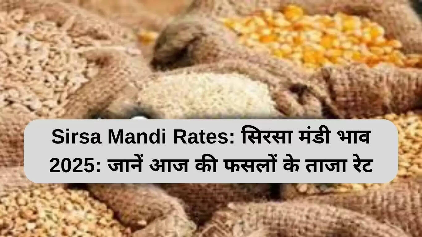 सिरसा मंडी के ताजा भाव: फसलों की कीमतों में बदलाव