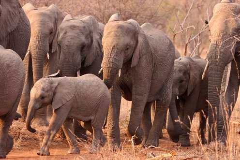 कोरबा :दंतैल हाथी ने ग्राम कटमोरगा में आतंक फैला तोड़े चार मकान