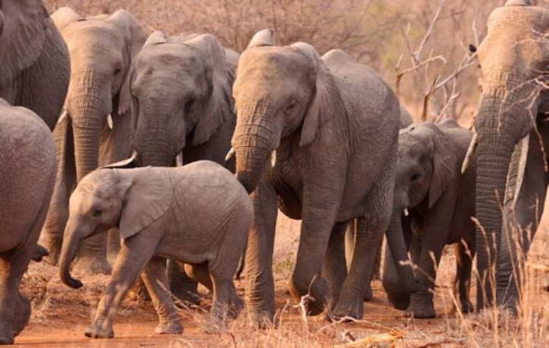 कोरबा :दंतैल हाथी ने ग्राम कटमोरगा में आतंक फैला तोड़े चार मकान