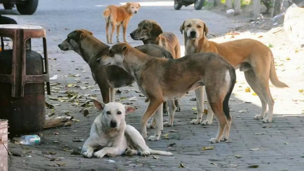 सुप्रीम कोर्ट ने आवारा कुत्तों की समस्या पर स्थानीय अधिकारियों को चेताया