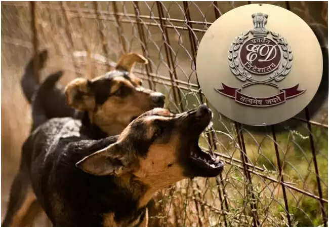 ED की बड़ी कार्रवाई: झारखंड और पश्चिम बंगाल में अवैध कोयला खनन पर छापेमारी