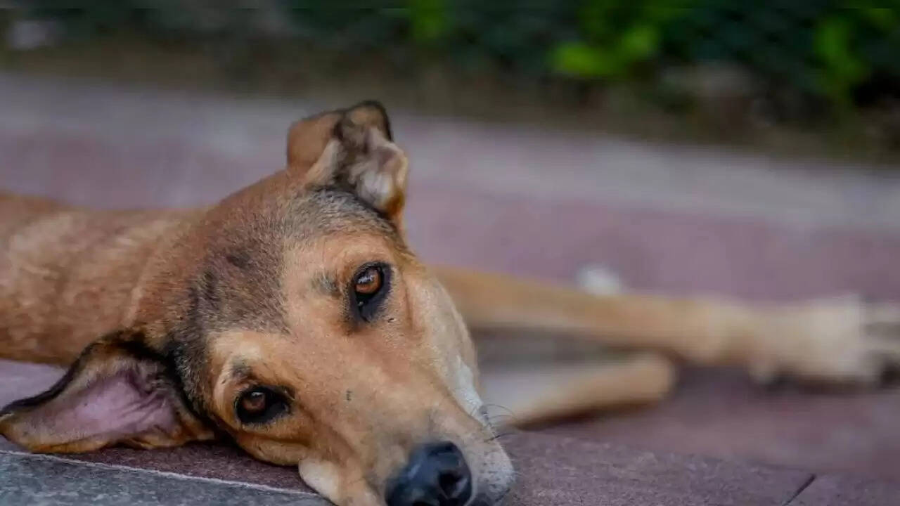 बिहार में कुत्ते की हत्या कर मांस बेचने का सनसनीखेज मामला