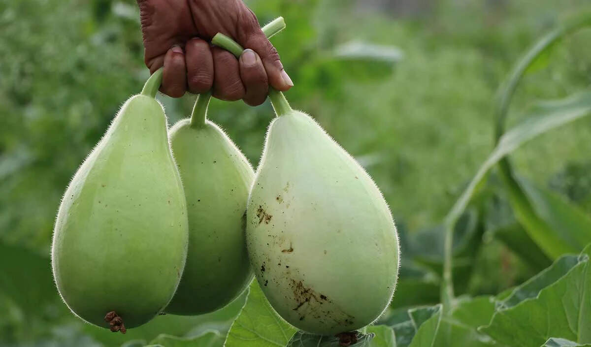 बच्चों के लिए लौकी से बनी स्वादिष्ट डिशेज