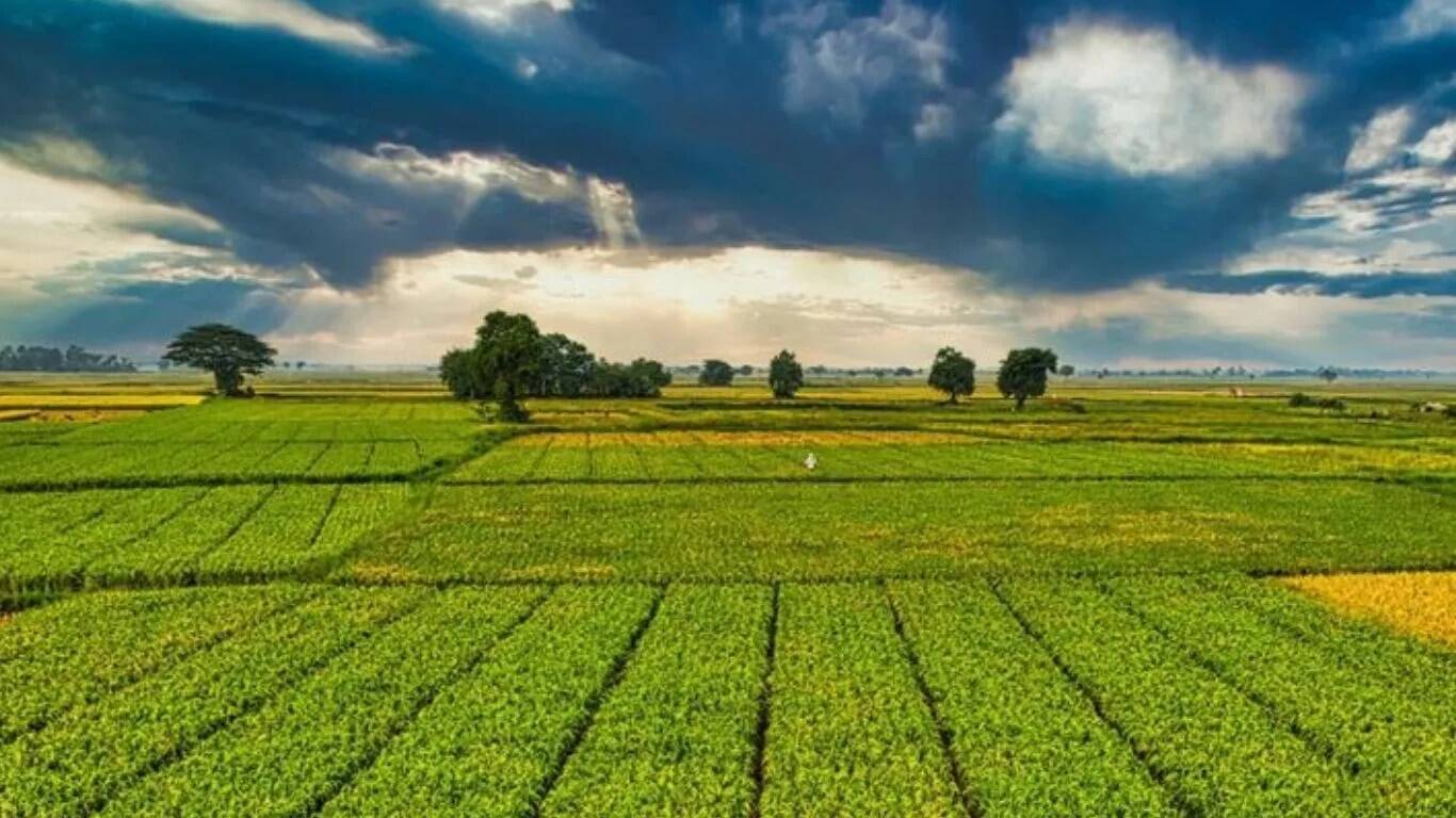 प्राकृतिक खेती: एक टिकाऊ कृषि प्रणाली का उदय