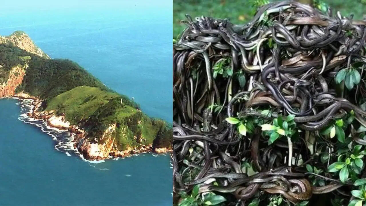 स्नेक आइलैंड: जानिए क्यों है यह दुनिया का सबसे खतरनाक स्थान?