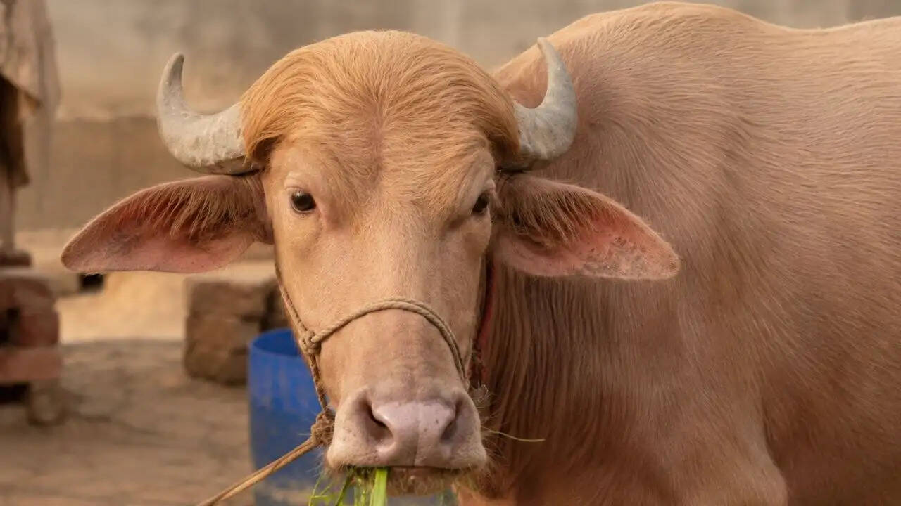 भैंसों के नाम पर नेताओं का जादू: जानें क्यों रखे गए 'ट्रंप' और 'नेतन्याहू' नाम