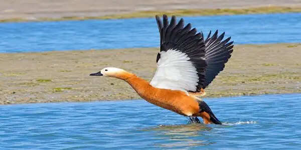 भागलपुर की गंगा पर 'चकवा' का बसेरा, समृद्ध जैव-विविधता की अनोखी तस्वीर