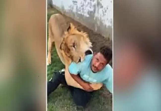 लीबिया में शेर के हमले का वीडियो हुआ वायरल, मजदूर ने दिखाई बहादुरी