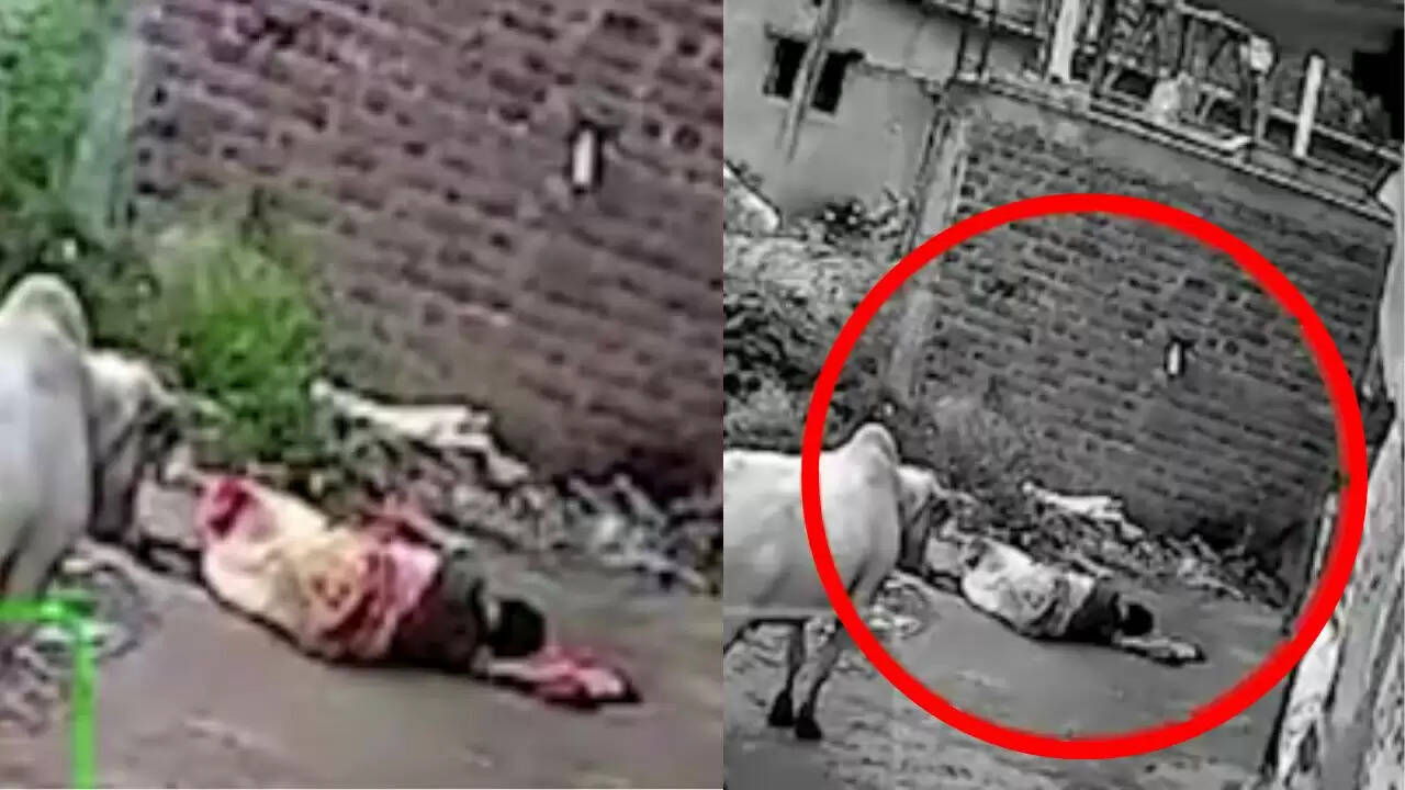 गरियाबंद में सांड के हमले से महिला की मौत, प्रशासन पर उठे सवाल