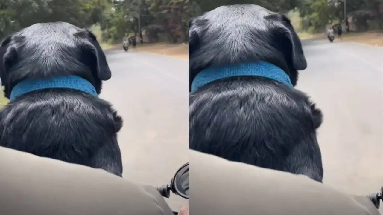 ड्राइवर और कुत्ते का मजेदार वीडियो सोशल मीडिया पर छाया