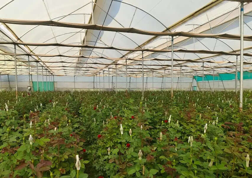 मध्य प्रदेश का रूपाखेड़ा गांव बना खेती का ‘मिनी हॉलैंड’