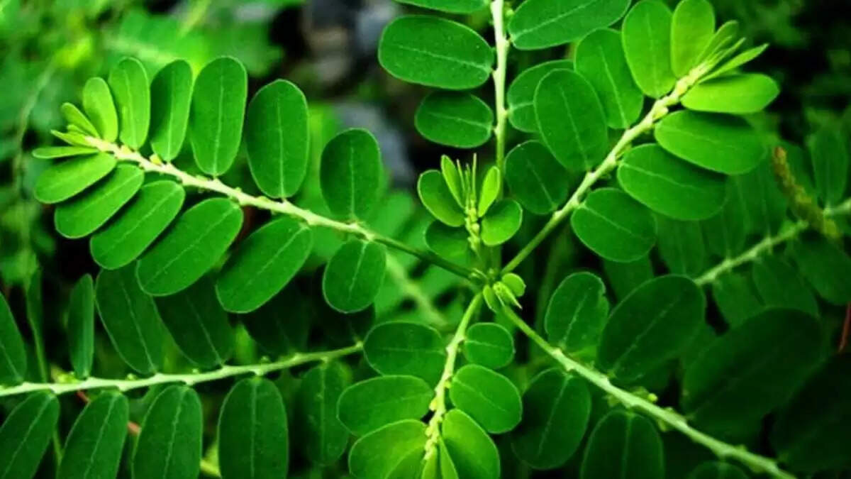 भूमि आंवला: लिवर, डायबिटीज और पाचन के लिए एक अद्भुत औषधि