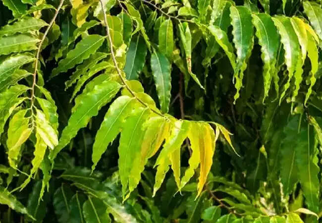 लखनऊ में अशोक के पेड़ उखाड़ने की घटना से बढ़ी चिंता