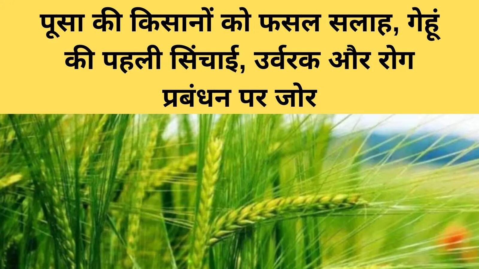 किसानों के लिए मौसम आधारित फसल सलाह: गेहूं, सरसों और आलू की देखभाल