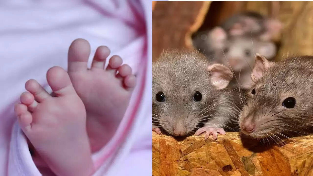 इंदौर अस्पताल में चूहों का नवजातों पर हमला, सुरक्षा पर उठे सवाल