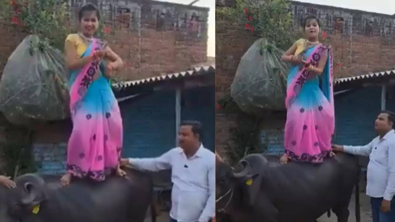 भाभी का भैंस पर डांस: सोशल मीडिया पर मचा हंगामा!