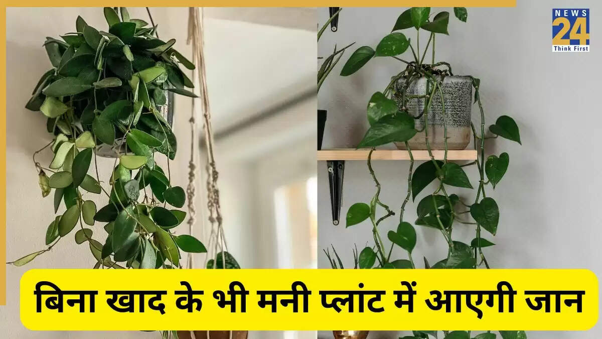 मनी प्लांट की देखभाल के लिए उपयोगी टिप्स