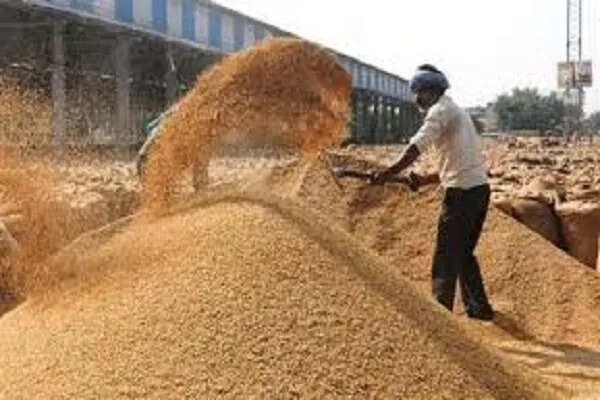 पंजाब की अनाज मंडियों में धान की रिकॉर्ड आवक