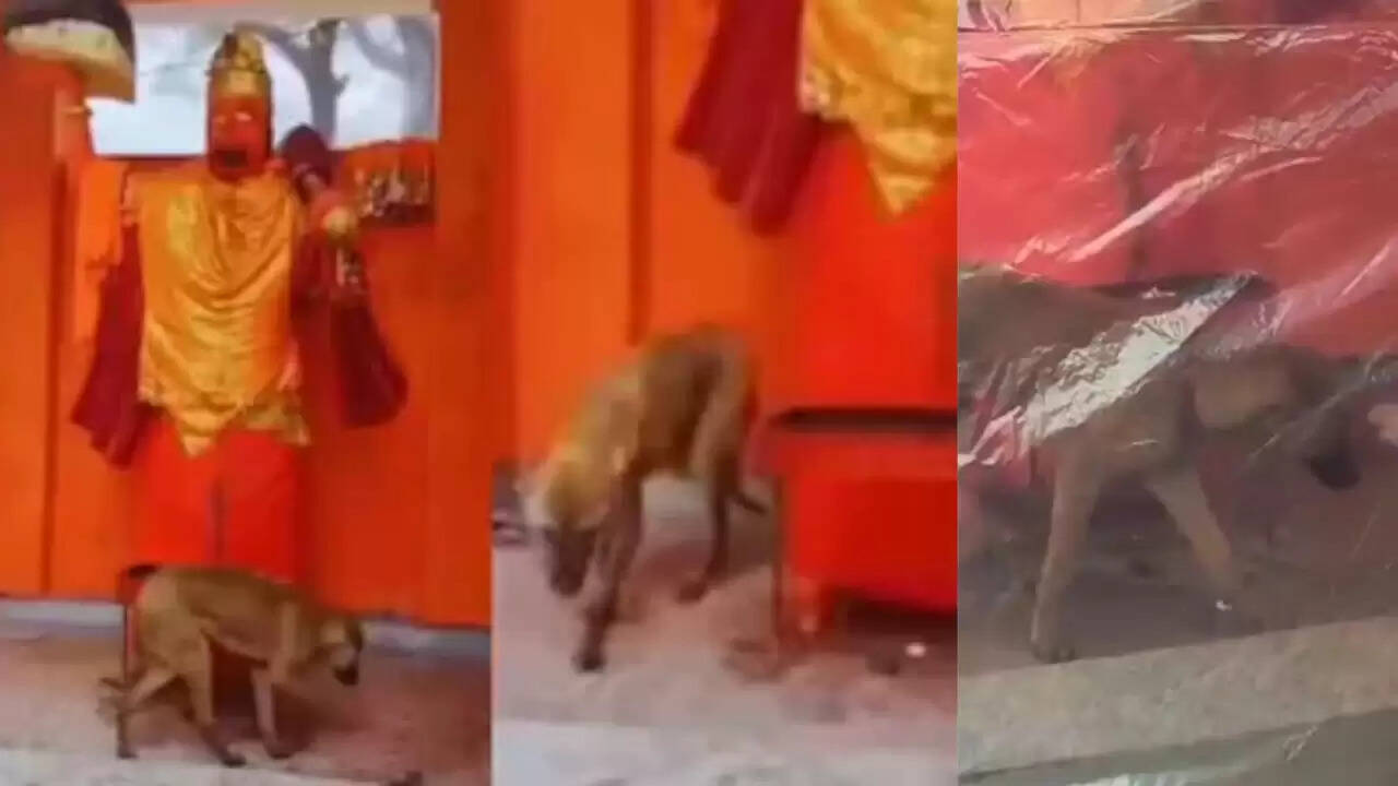 क्या है बिजनौर के 'चमत्कारी' कुत्ते की कहानी? जानिए भक्तों की आस्था का कारण