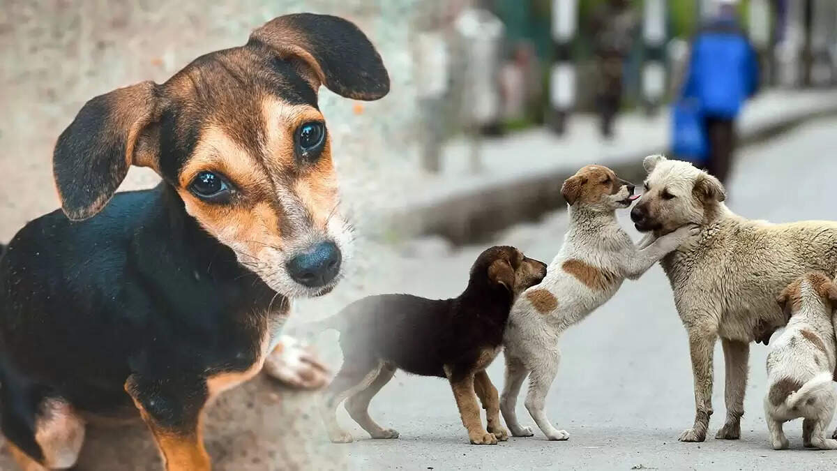 दिल्ली-एनसीआर में आवारा कुत्तों के लिए शेल्टर होम: सुप्रीम कोर्ट का आदेश और चुनौतियाँ