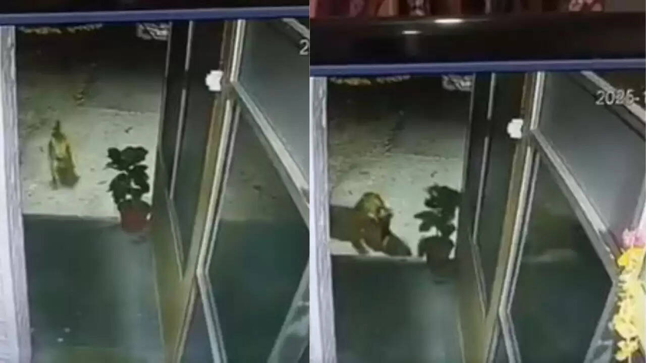 उत्तराखंड में तेंदुए का पुलिस स्टेशन में घुसना, जानवरों का बढ़ता खतरा