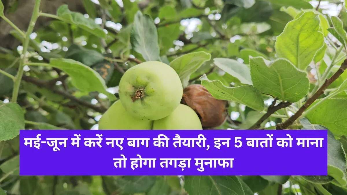 फलदार बाग लगाने के लिए सही रणनीतियाँ और तकनीकें