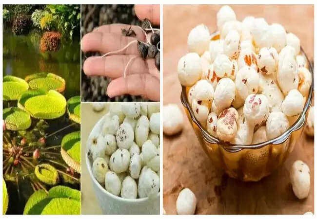 बिहार के मखाने को मिला वैश्विक पहचान, एचएस कोड से बढ़ेगा निर्यात