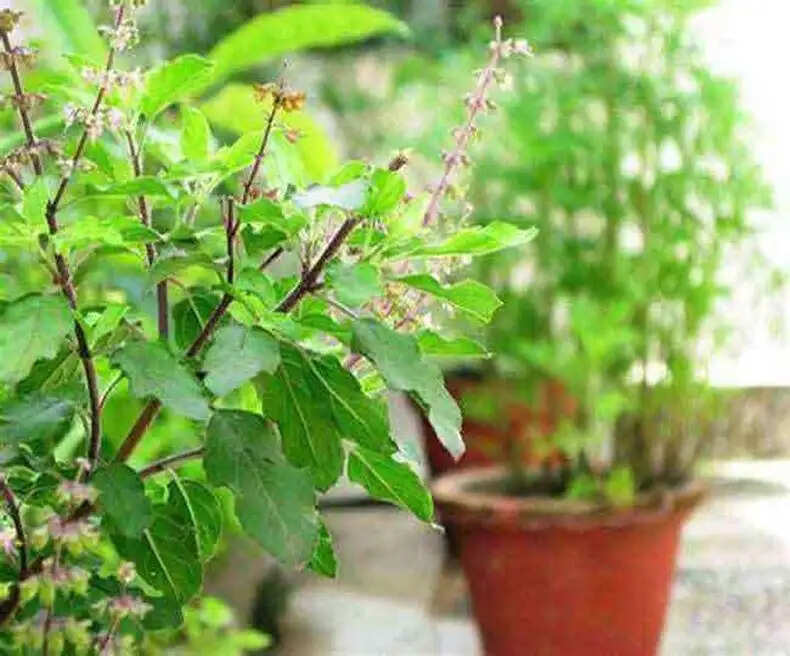तुलसी पूजा के लाभ: घर में तुलसी का पौधा क्यों है महत्वपूर्ण?