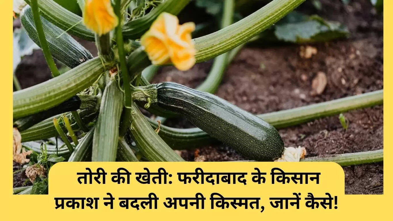 फरीदाबाद के किसान प्रकाश की तोरी खेती से बदली किस्मत