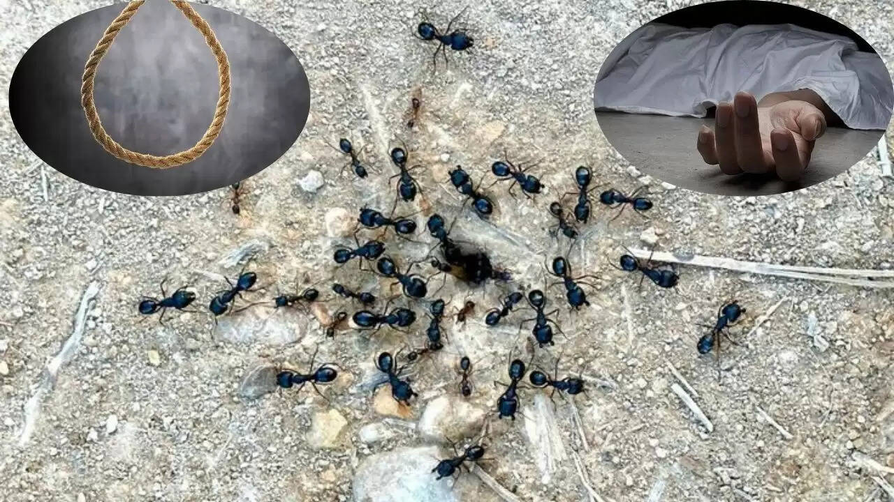 तेलंगाना में महिला ने चींटियों के डर से की आत्महत्या