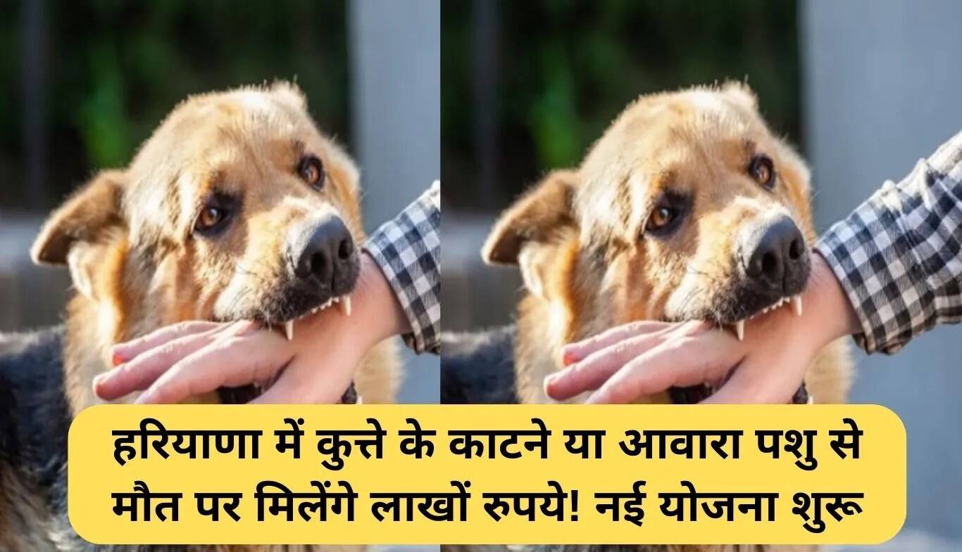 हरियाणा में दयालु-2 योजना: आवारा पशुओं के हमले से मौत पर आर्थिक सहायता
