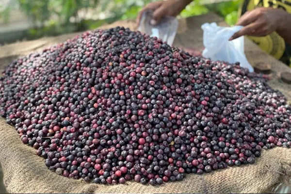 गर्मी में राहत देने वाले शरबत: फालसा और अन्य प्राकृतिक पेय