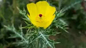 आयुर्वेदिक पौधे से बीमारियों का इलाज: पलाश के अद्भुत लाभ