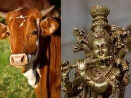 Jyotish Upay: गौ माता को ऐसे करें प्रसन्न, चमक उठेगा आपका सोया हुआ भाग्य
