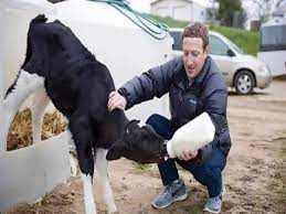 ...तो क्या अब बीफ बेचेंगे Mark Zuckerberg? गायों को दे रहे ड्राई-फ्रूट्स और बीयर