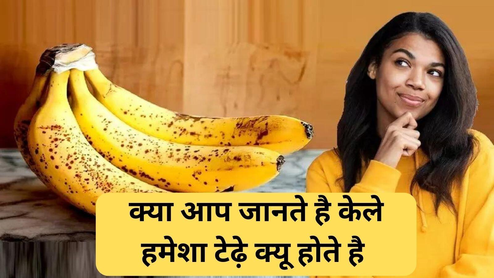 केले का आकार हमेशा टेढ़ा ही क्यों होता है, सीधा क्यों नहीं? जान लीजिए वैज्ञानिक कारण